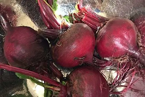 Четыре головки свеклы