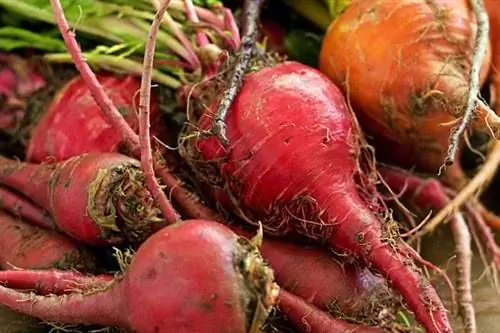 Несколько свеклы с апельсином