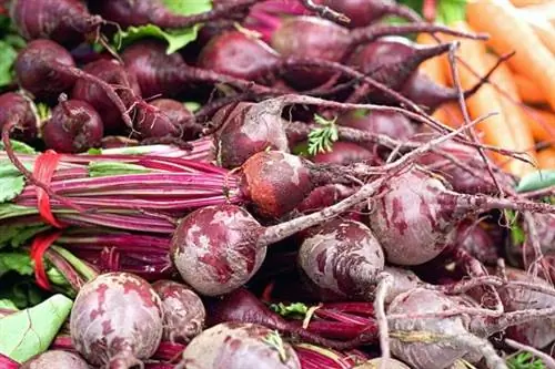 Несколько свеклы с морковью