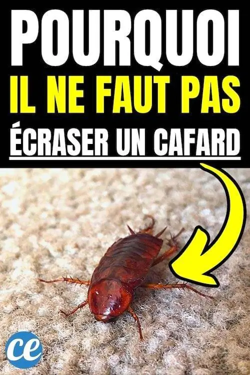 Почему нельзя давить таракана