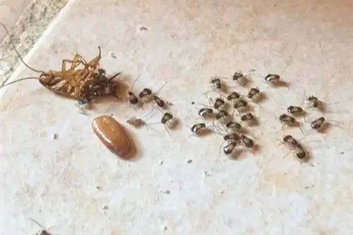 Таракан на спине с детенышами