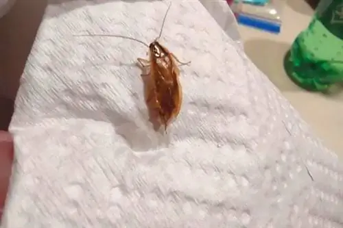 Таракан на бумажном полотенце
