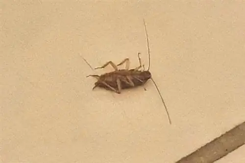 Таракан на спине