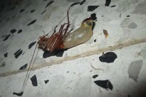 Таракан на спине с оторванной половиной тела