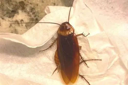 Таракан на платке