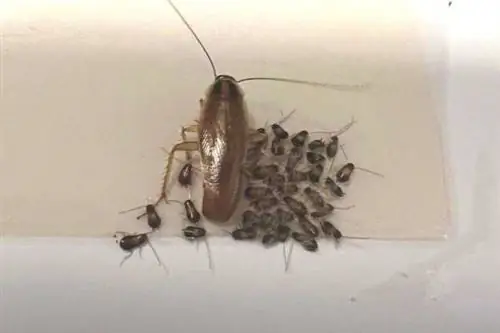 Таракан со своими детками