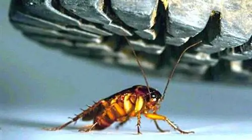 Почему нельзя бить таракана в доме?