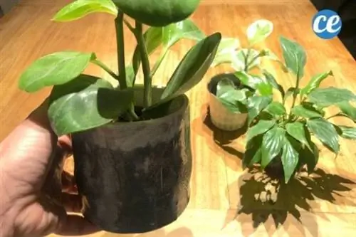 Поднимите горшок, чтобы проверить, не тяжелый ли он и не влажная ли почва.