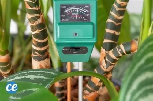 датчик влажности, посаженный в почву цветочного горшка