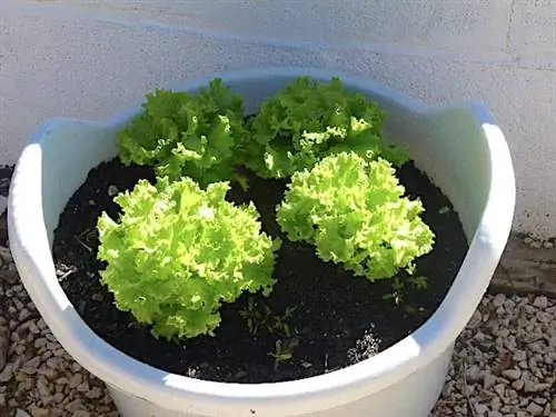 Салат в цветочном горшке с хорошей почвой для выращивания
