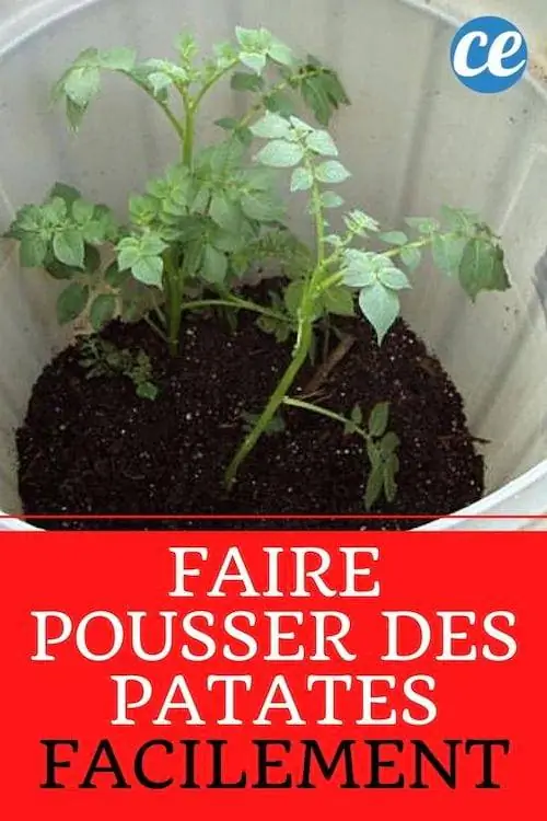 Картофель растет в ведре