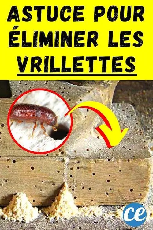 Древесный жук, проделавший множество мелких отверстий в древесине дома.