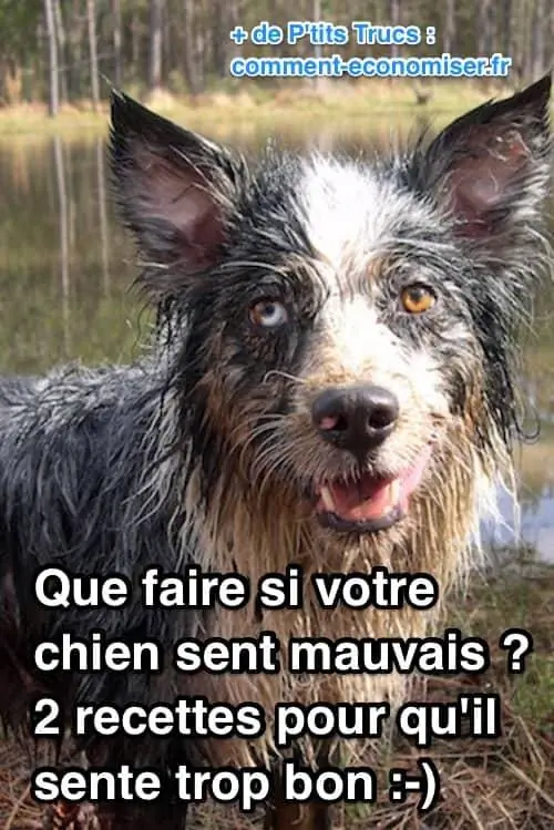 пищевая сода и черное мыло удаляют неприятный запах от собак