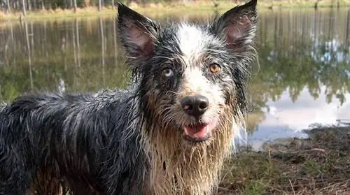 Что делать, если от собаки плохо пахнет? 2 простых рецепта, которые сделают запах слишком приятным