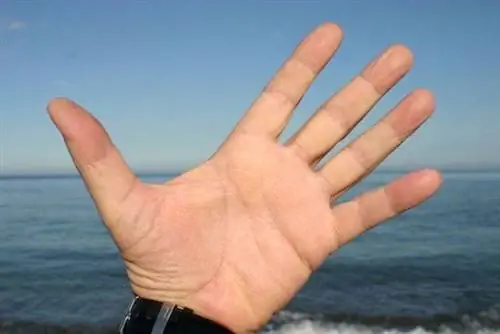 Пять пальцев руки