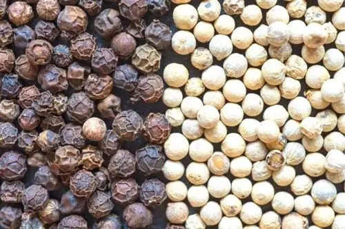 Черный и белый перец полезен для здоровья