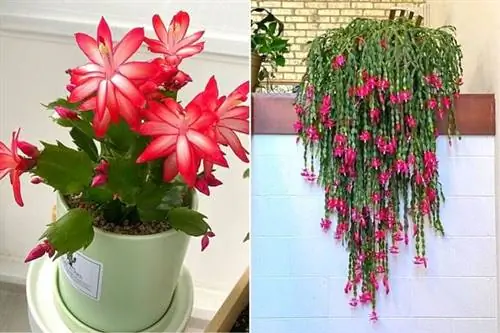 Два комнатных рождественских кактуса с красными и розовыми цветами