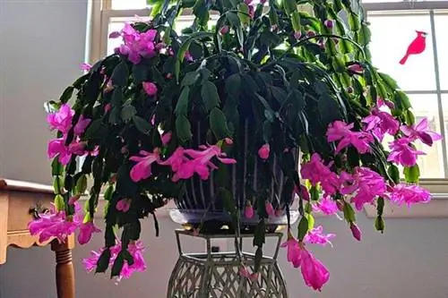 Рождественский кактус с розовыми цветами в помещении