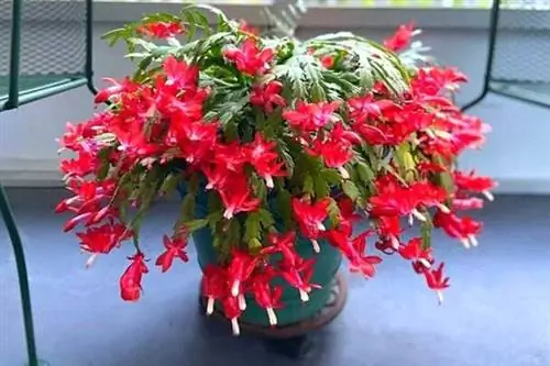 Рождественский кактус с красными цветами