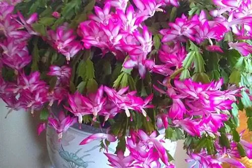 Рождественский кактус с розовыми цветами