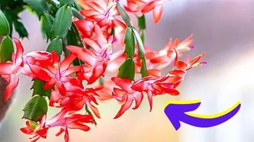 Где дома разместить рождественский кактус? Снаружи или внутри?