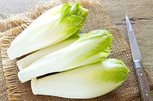 Несколько эндивий с ножом рядом с ними