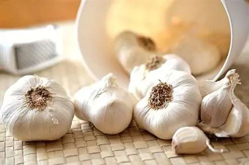 Несколько целых чесноков рядом друг с другом