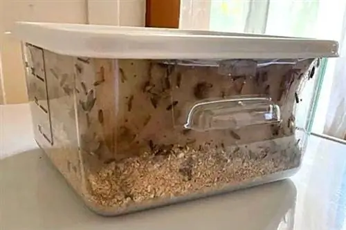 Полный пищевой моли в закрытой коробке с хлопьями