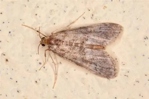 Белая и серая пищевая моль крупным планом