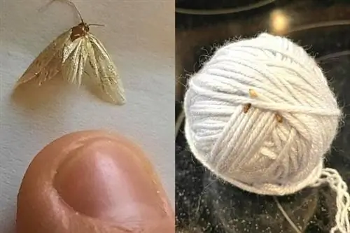 Крупным планом золотая пищевая моль и личинки моли на ткани