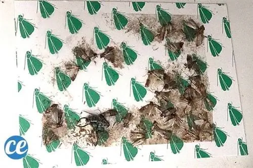 пищевая моль застряла в ловушке