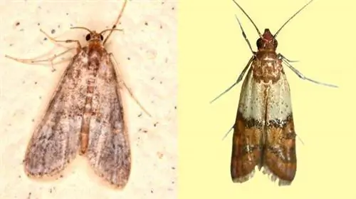 В чем разница между платяной молью и пищевой молью?