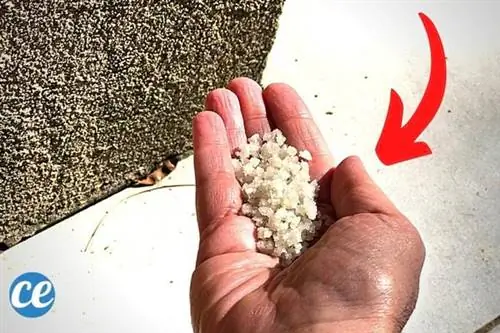 Соль в руке против муравьев в доме