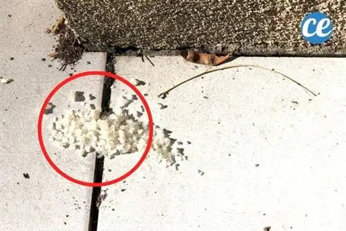 крупная соль, рассыпанная по углам домов, приносит удачу