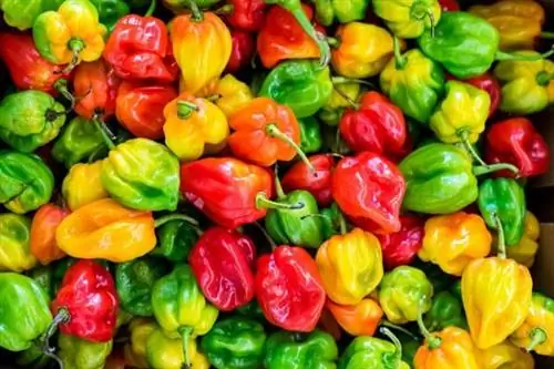 красный, зеленый, желтый болгарский перец какая разница красный, зеленый, желтый болгарский перец какая разница