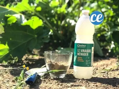 проверьте известняковую почву белым уксусом