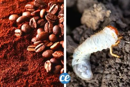белый отпугиватель кофейной гущи белый отпугиватель кофейной гущи