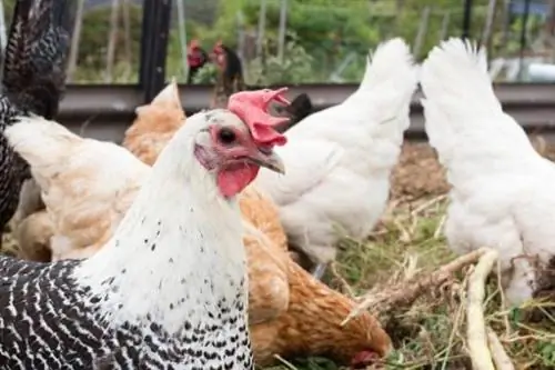 Новые куры на скотном дворе