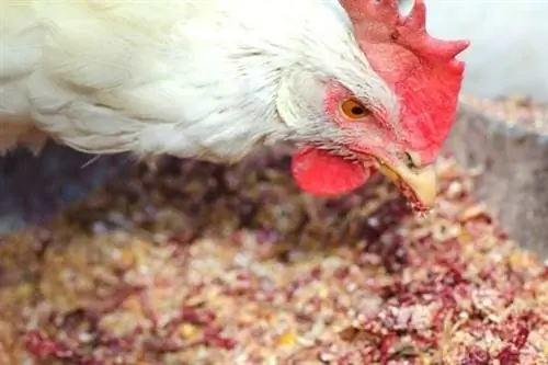 Курица, которая изменила свой рацион и стала меньше нестись