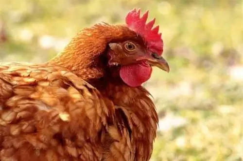 Курица сильно нагревается и перестает нести яйца