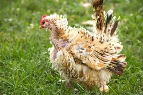 Курица, которая линяет и перестает нести яйца
