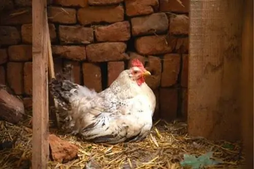 Курица с меньшим количеством света, которая несет меньше яиц