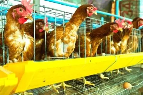 Куры в клетках, которые испытывают стресс и больше не несут яйца