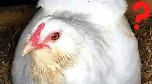 Почему моя курица перестала нестись? (И что с этим делать)