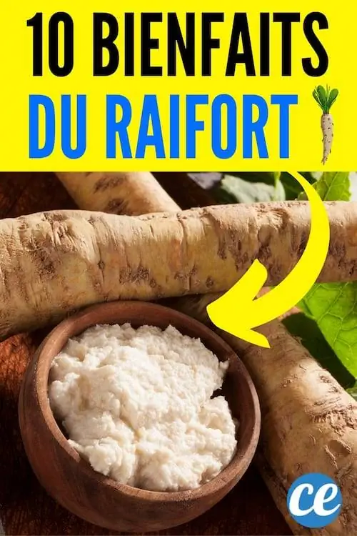 Польза хрена для здоровья