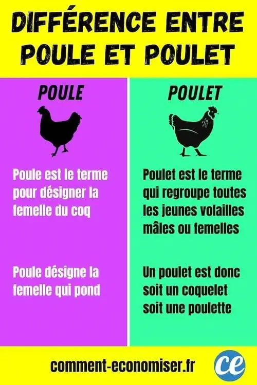 разница между курицей и цыпленком объясняется на графике