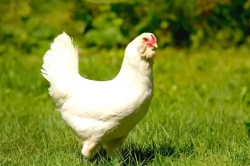 в чем разница между курицей и курицей