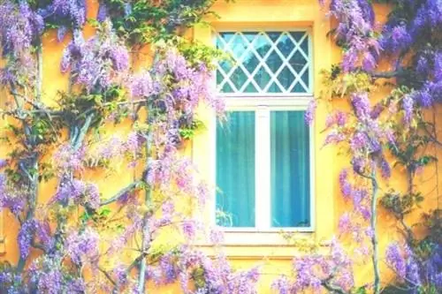 глициния на желтой стене дома