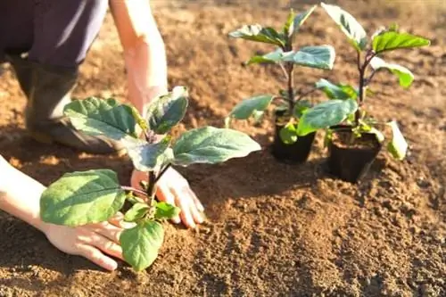 уход за баклажанами и посадка уход за баклажанами и посадка