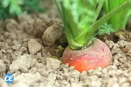 морковь выходит из земли